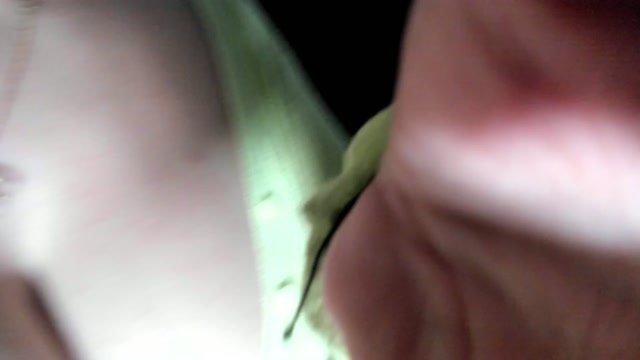 vanandjuani / 20.07.2026 & 00:47